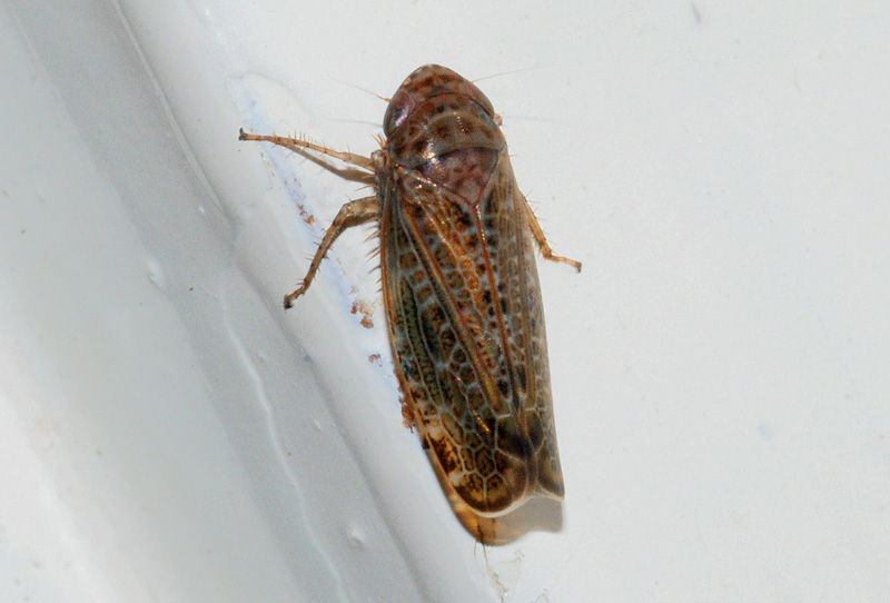 Aphrophoridae? [ Cicadellidae]